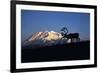 Caribou Wildlife, Mt McKinley, Denali National Park and Preserve, Alaska, USA-Hugh Rose-Framed Photographic Print