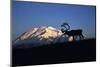 Caribou Wildlife, Mt McKinley, Denali National Park and Preserve, Alaska, USA-Hugh Rose-Mounted Photographic Print