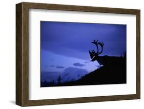 Caribou-Paul Souders-Framed Photographic Print