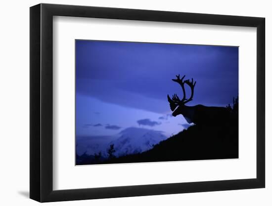 Caribou-Paul Souders-Framed Photographic Print