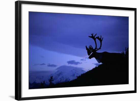 Caribou-Paul Souders-Framed Photographic Print