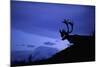 Caribou-Paul Souders-Mounted Photographic Print