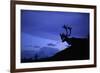 Caribou-Paul Souders-Framed Photographic Print