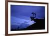 Caribou-Paul Souders-Framed Photographic Print