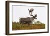 Caribou-null-Framed Photographic Print