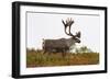 Caribou-null-Framed Photographic Print