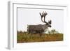 Caribou-null-Framed Photographic Print