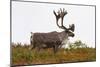 Caribou-null-Mounted Photographic Print