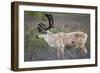 Caribou-null-Framed Photographic Print