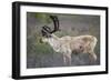 Caribou-null-Framed Photographic Print