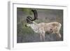 Caribou-null-Framed Photographic Print