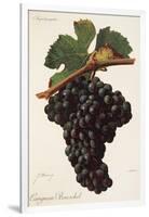 Carigna-Bouschet Grape-J. Troncy-Framed Giclee Print