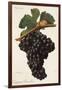 Carigna-Bouschet Grape-J. Troncy-Framed Giclee Print
