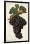 Carigna-Bouschet Grape-J. Troncy-Framed Giclee Print