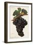 Carigna-Bouschet Grape-J. Troncy-Framed Giclee Print