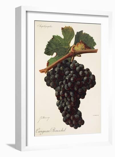 Carigna-Bouschet Grape-J. Troncy-Framed Giclee Print