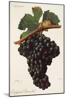 Carigna-Bouschet Grape-J. Troncy-Mounted Giclee Print