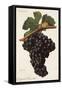 Carigna-Bouschet Grape-J. Troncy-Framed Stretched Canvas