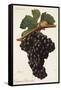 Carigna-Bouschet Grape-J. Troncy-Framed Stretched Canvas