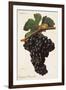 Carigna-Bouschet Grape-J. Troncy-Framed Giclee Print