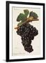 Carigna-Bouschet Grape-J. Troncy-Framed Giclee Print