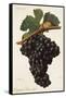 Carigna-Bouschet Grape-J. Troncy-Framed Stretched Canvas