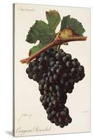 Carigna-Bouschet Grape-J. Troncy-Stretched Canvas