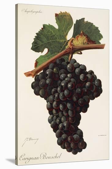 Carigna-Bouschet Grape-J. Troncy-Stretched Canvas