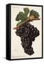 Carigna-Bouschet Grape-J. Troncy-Framed Stretched Canvas