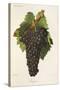 Carignane Grape-J. Troncy-Stretched Canvas