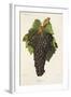 Carignane Grape-J. Troncy-Framed Giclee Print