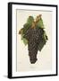 Carignane Grape-J. Troncy-Framed Giclee Print