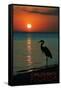 Carillon Beach, Florida - Heron and Sunset-Lantern Press-Framed Stretched Canvas