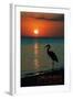 Carillon Beach, Florida - Heron and Sunset-Lantern Press-Framed Art Print