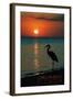 Carillon Beach, Florida - Heron and Sunset-Lantern Press-Framed Art Print