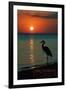 Carillon Beach, Florida - Heron and Sunset-Lantern Press-Framed Art Print