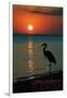 Carillon Beach, Florida - Heron and Sunset-Lantern Press-Framed Art Print