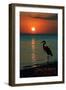 Carillon Beach, Florida - Heron and Sunset-Lantern Press-Framed Art Print