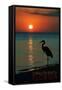 Carillon Beach, Florida - Heron and Sunset-Lantern Press-Framed Stretched Canvas