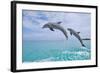 Carillon Beach, Florida - Jumping Dolphins-Lantern Press-Framed Art Print