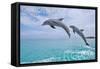 Carillon Beach, Florida - Jumping Dolphins-Lantern Press-Framed Stretched Canvas