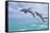 Carillon Beach, Florida - Jumping Dolphins-Lantern Press-Framed Stretched Canvas