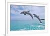 Carillon Beach, Florida - Jumping Dolphins-Lantern Press-Framed Art Print