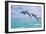 Carillon Beach, Florida - Jumping Dolphins-Lantern Press-Framed Art Print