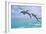 Carillon Beach, Florida - Jumping Dolphins-Lantern Press-Framed Art Print