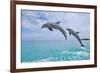Carillon Beach, Florida - Jumping Dolphins-Lantern Press-Framed Premium Giclee Print