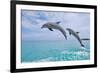 Carillon Beach, Florida - Jumping Dolphins-Lantern Press-Framed Premium Giclee Print