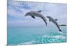 Carillon Beach, Florida - Jumping Dolphins-Lantern Press-Mounted Premium Giclee Print