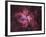 Carina Nebula-null-Framed Photographic Print