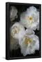 Essential Black